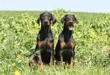 DOBERMANN 928